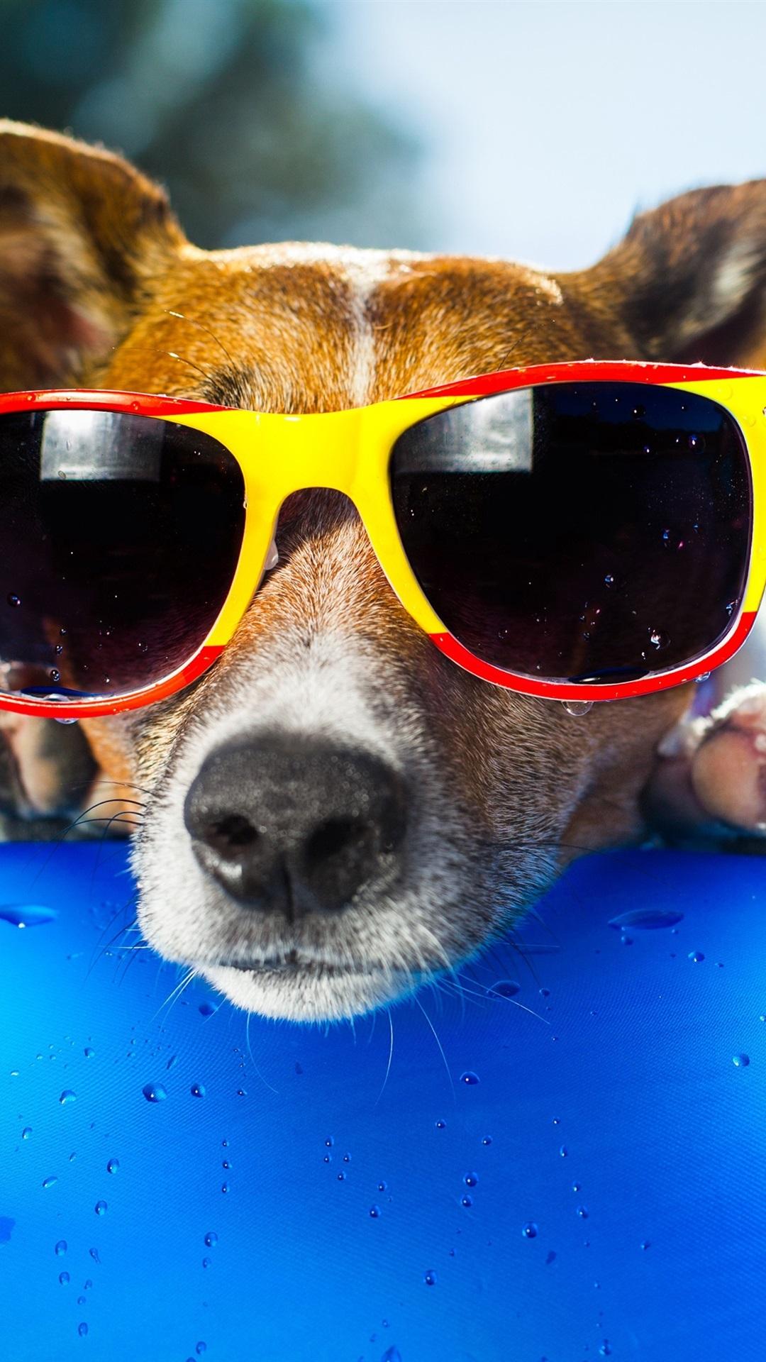 Wallpaper Funny dog, sunglasses, face, duck toy 3840x2160