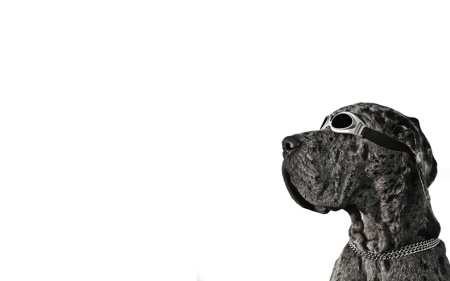 Dog Goggles wallpaperx900