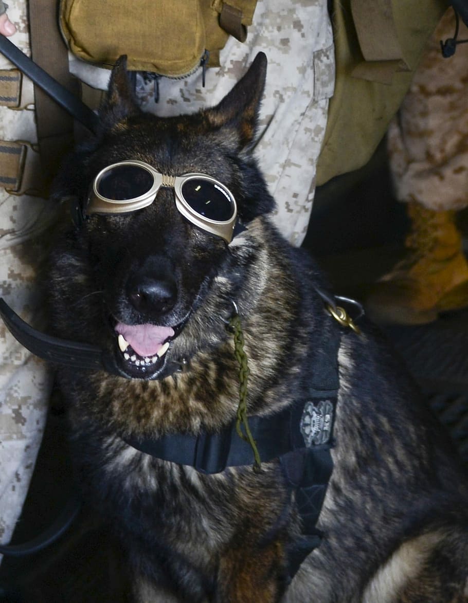 HD wallpaper: German Shepherd, Dog, Goggles, Military