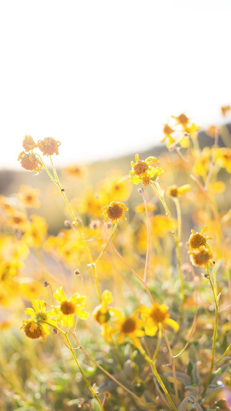 iPhone Yellow Flower Wallpapers - Yellow flower wallpapers: Hoa luôn mang đến cho chúng ta một cảm giác yên bình và độc đáo. Hãy trang trí màn hình điện thoại của bạn với những hình nền hoa vàng đẹp nhất. Chúng sẽ mang lại sự thư thái và hạnh phúc cho bạn, và giúp bạn cảm nhận được vẻ đẹp độc đáo của cuộc sống. 