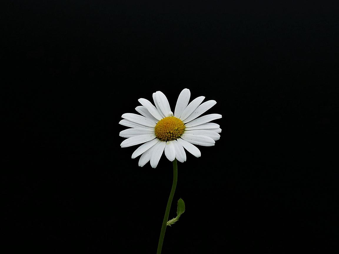 Download 1152x864 wallpaper portrait, white flower, minimal