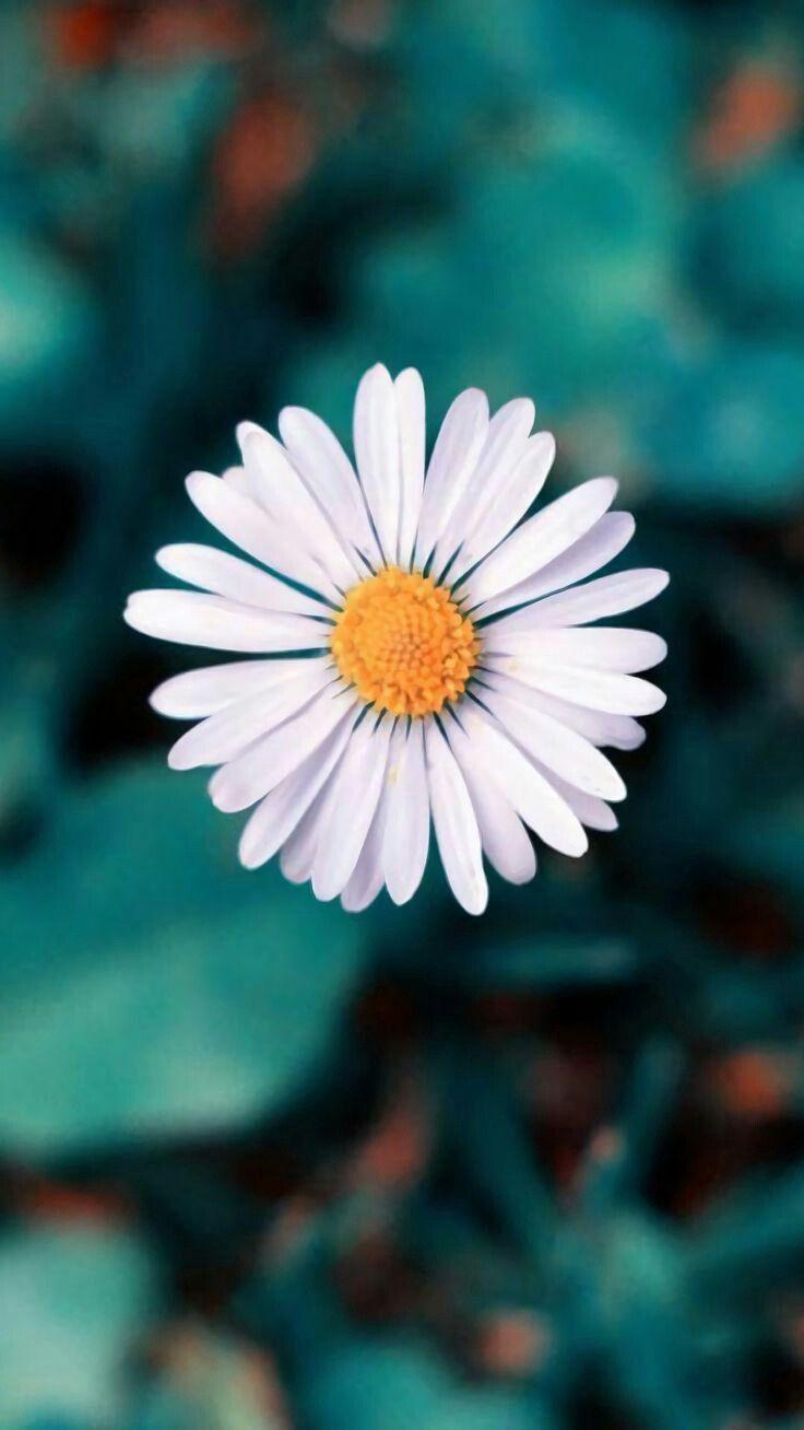 Photography. Flower wallpaper