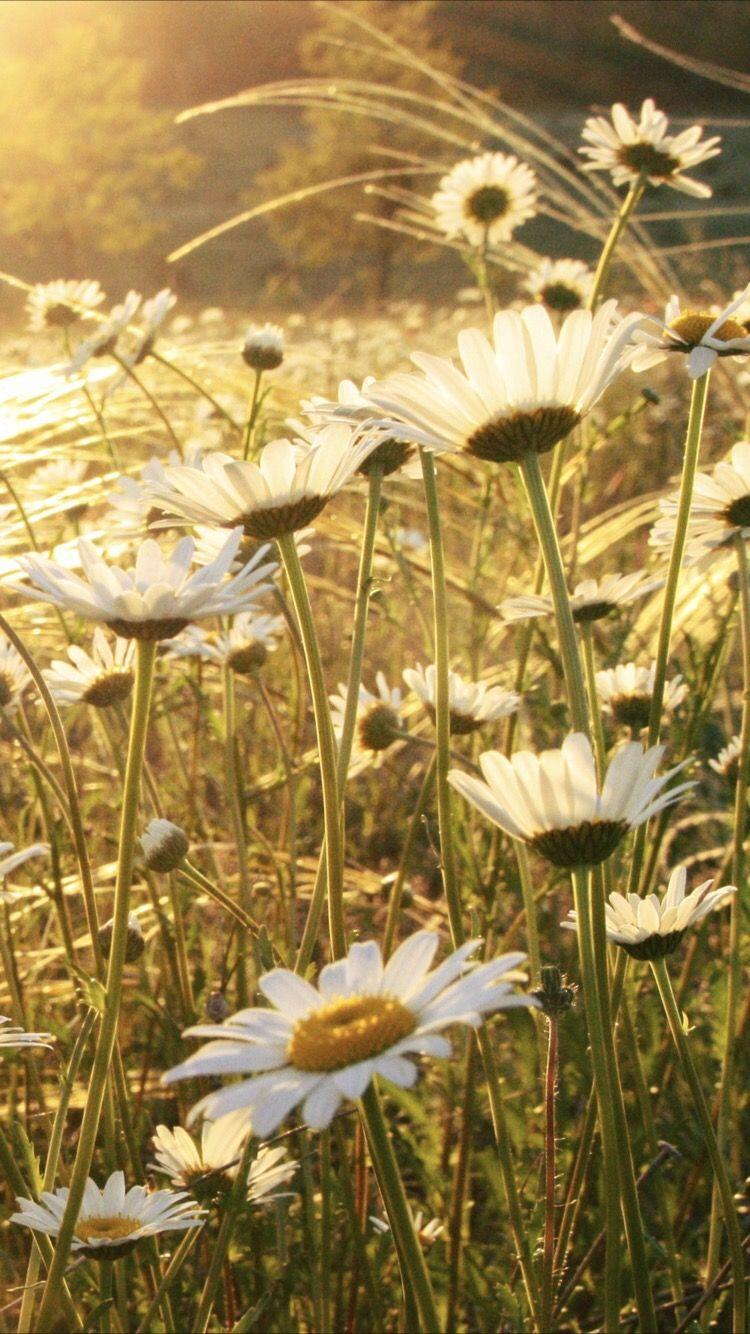 Summer daisy wallpaper for your iPhone X from Everpix
