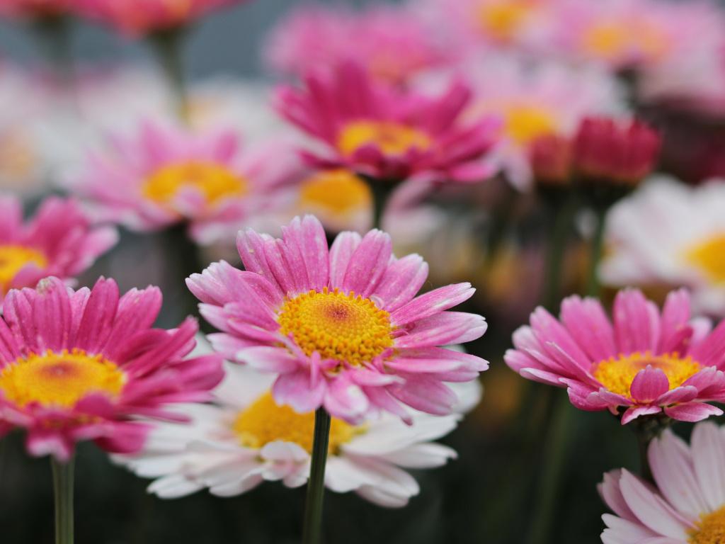 Download Flowers, meadow, pink, bloom, daisy wallpaper