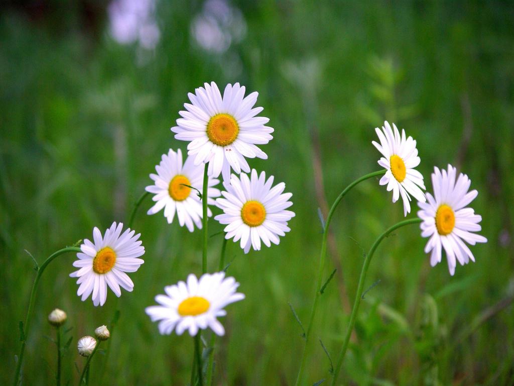 Download 1024x768 wallpaper meadow, plants, white daisy