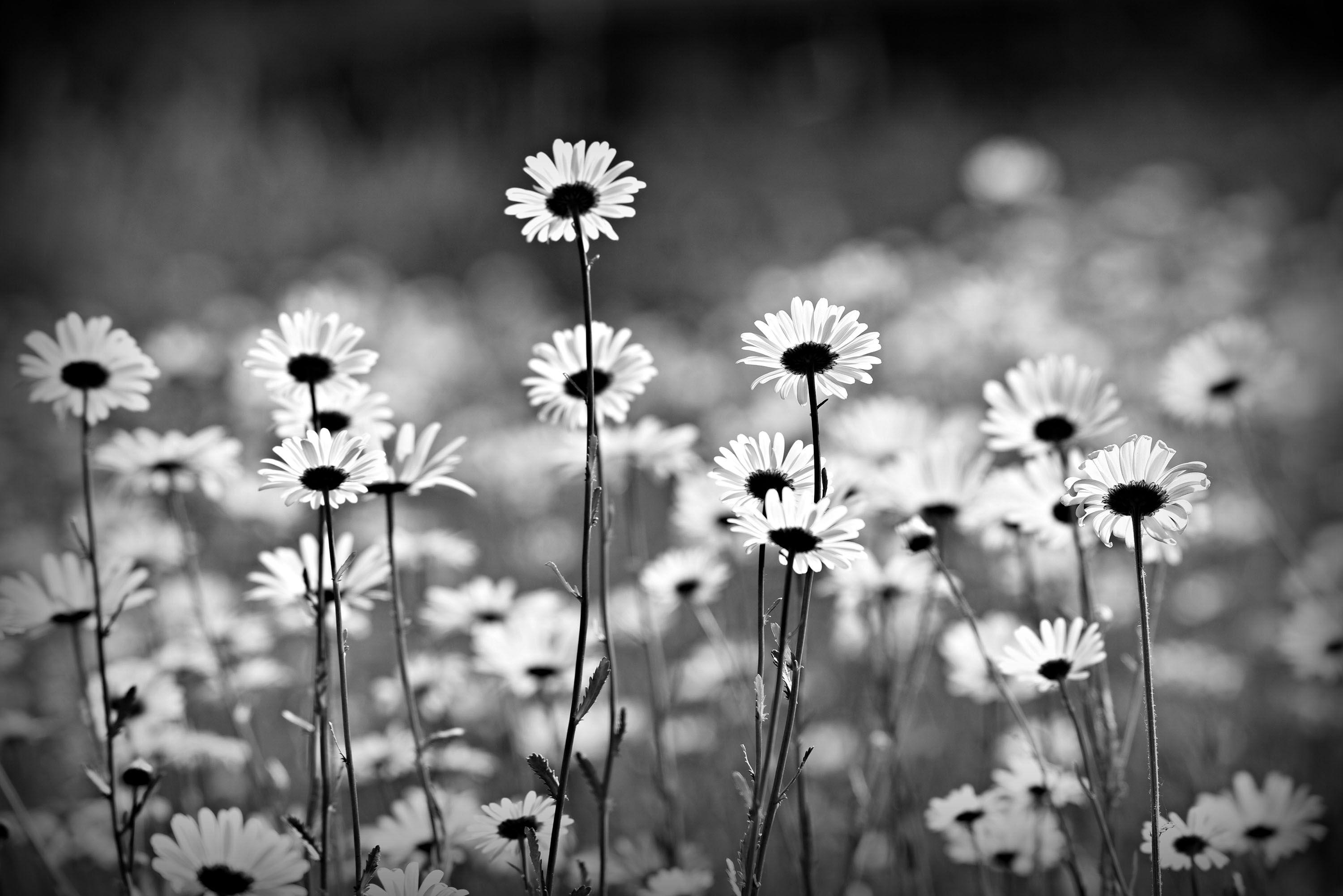 Black and White Daisy Wallpaper Free Black and White