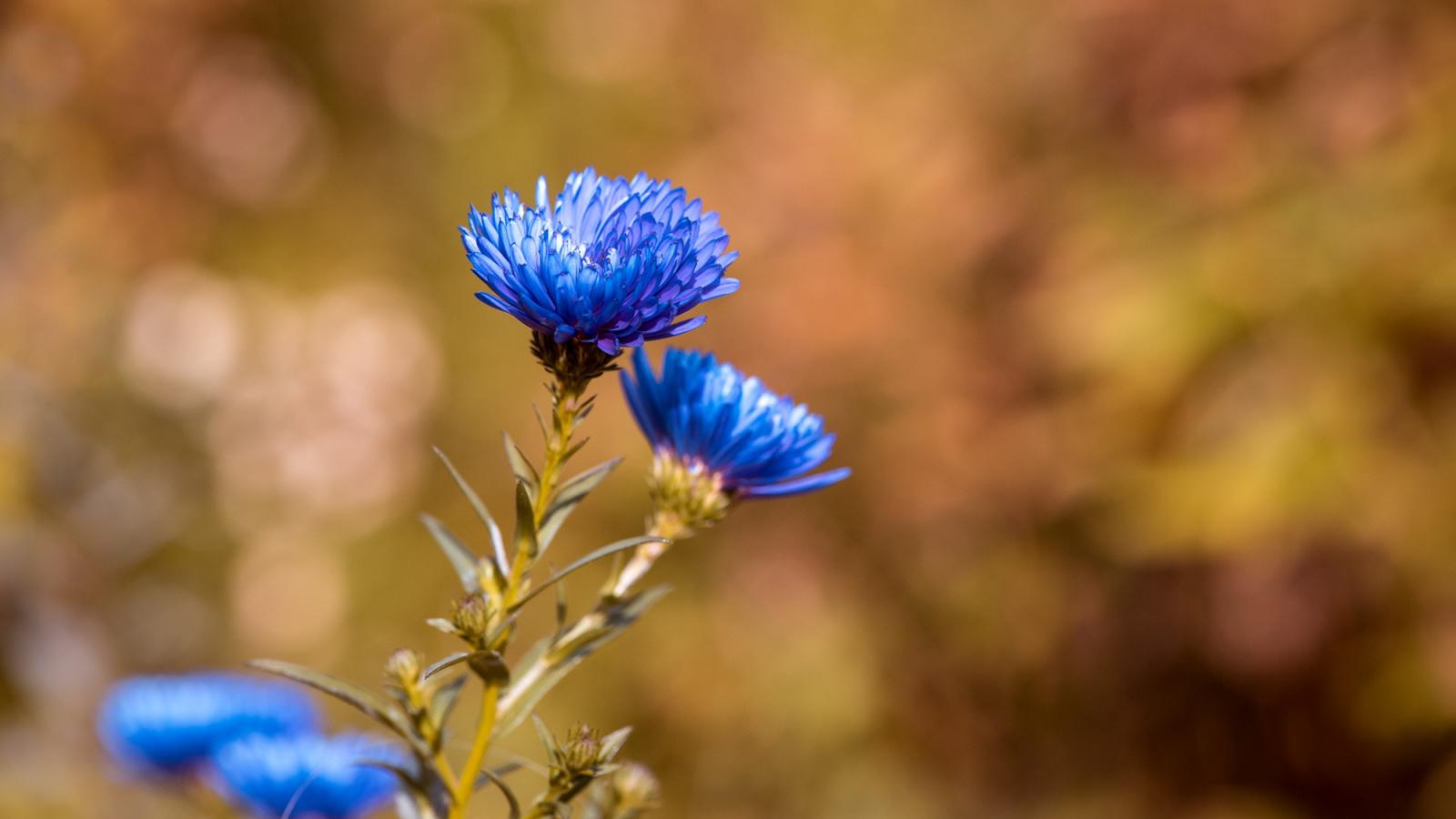 Download 1600x900 Wallpaper Blue Daisy Flowers, Close Up