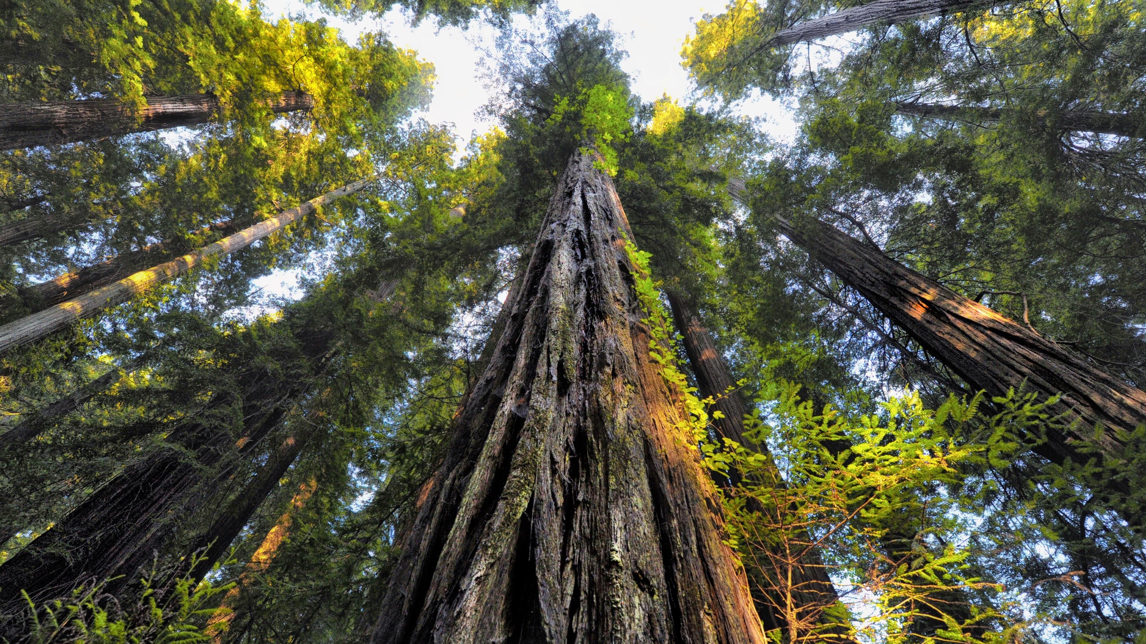 Looking Up at Redwood Trees 4k Ultra HD Wallpapers