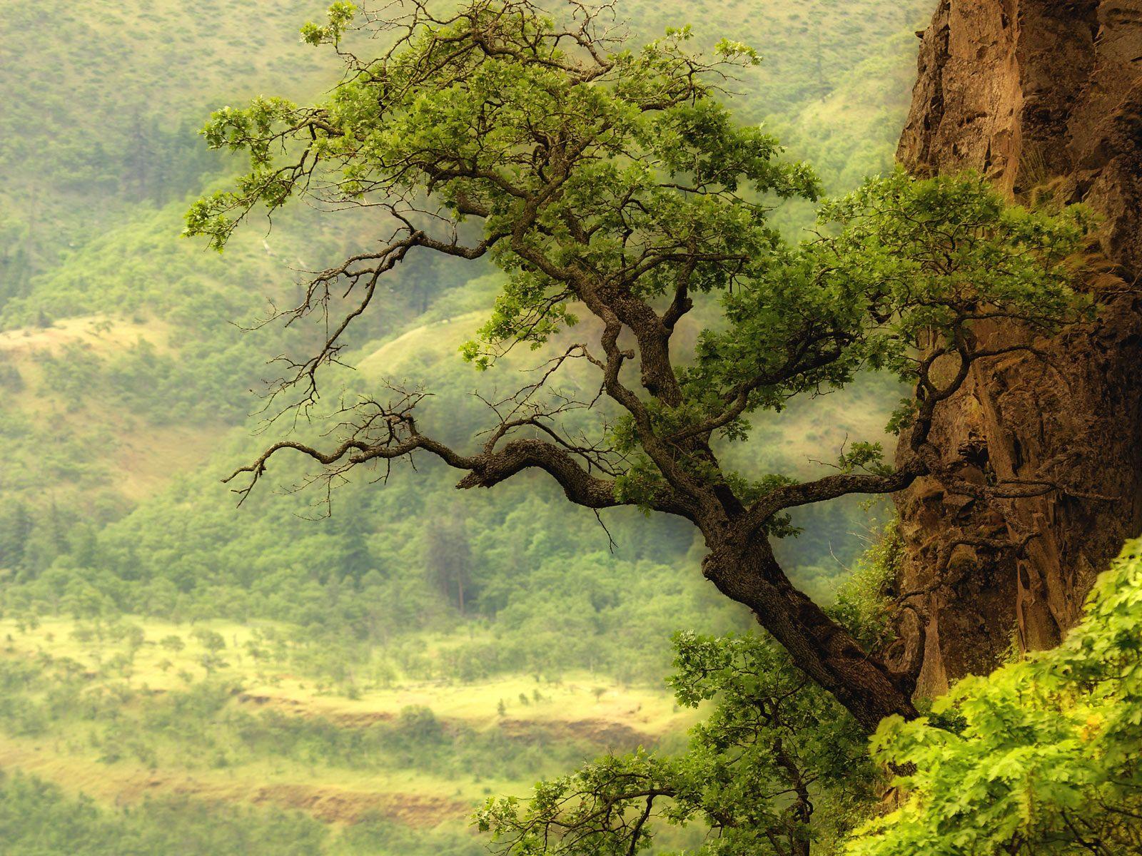 Tree 4k ultra hd 16:10 wallpapers hd, desktop backgrounds 3840x2400, images  and pictures