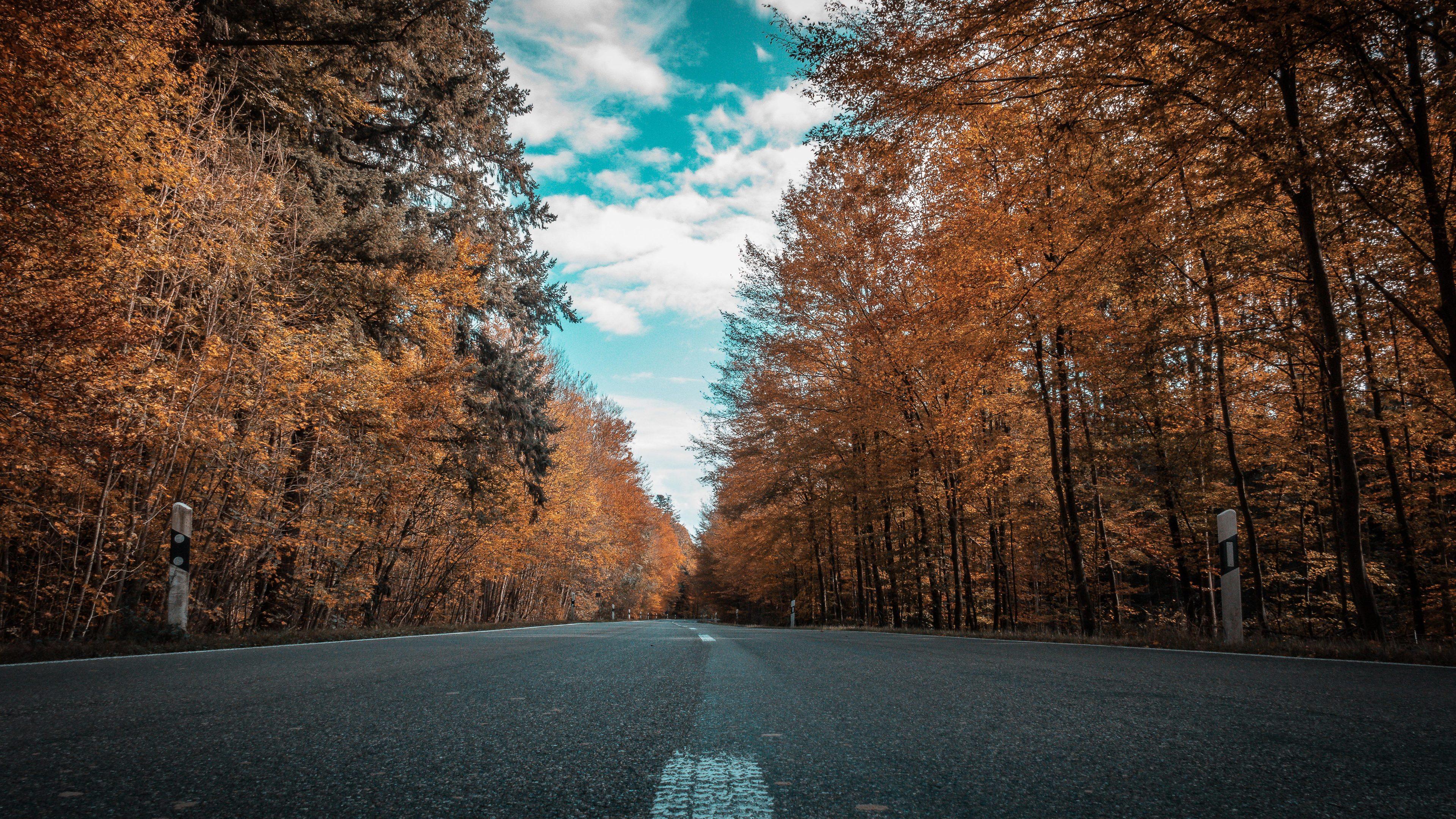 Wallpapers 4k Alone Road Forest Autumn Golden Trees Ultra 4k