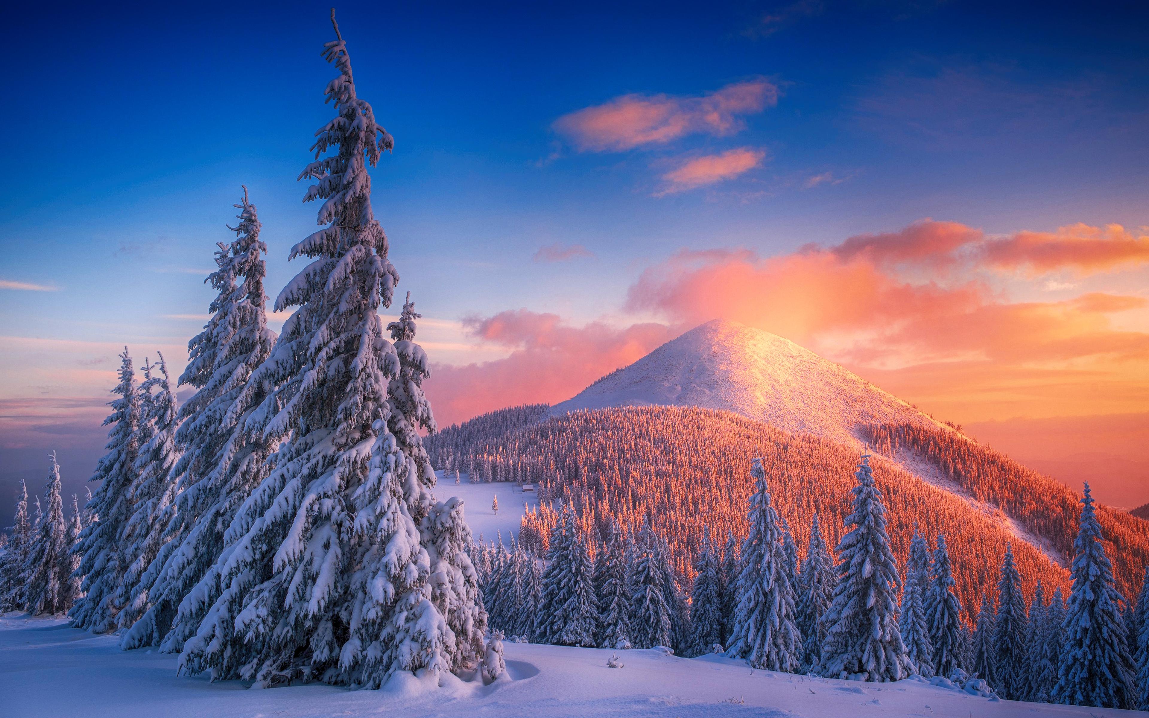 Snowy pine trees at sunset in mountains Wallpapers 4k Ultra