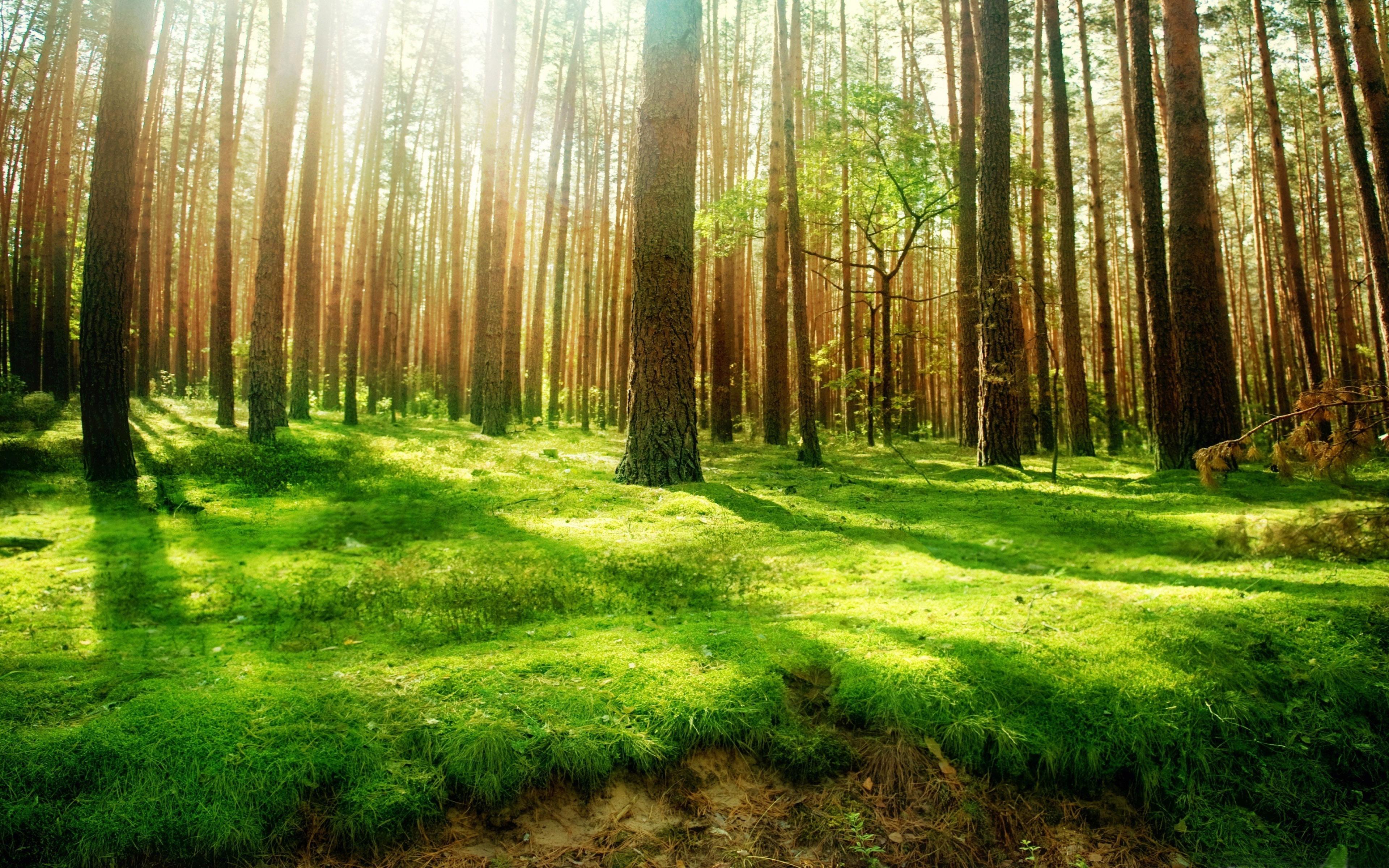 Forest Trees Green Grass Sunlight Ultra Hd Wallpapers For