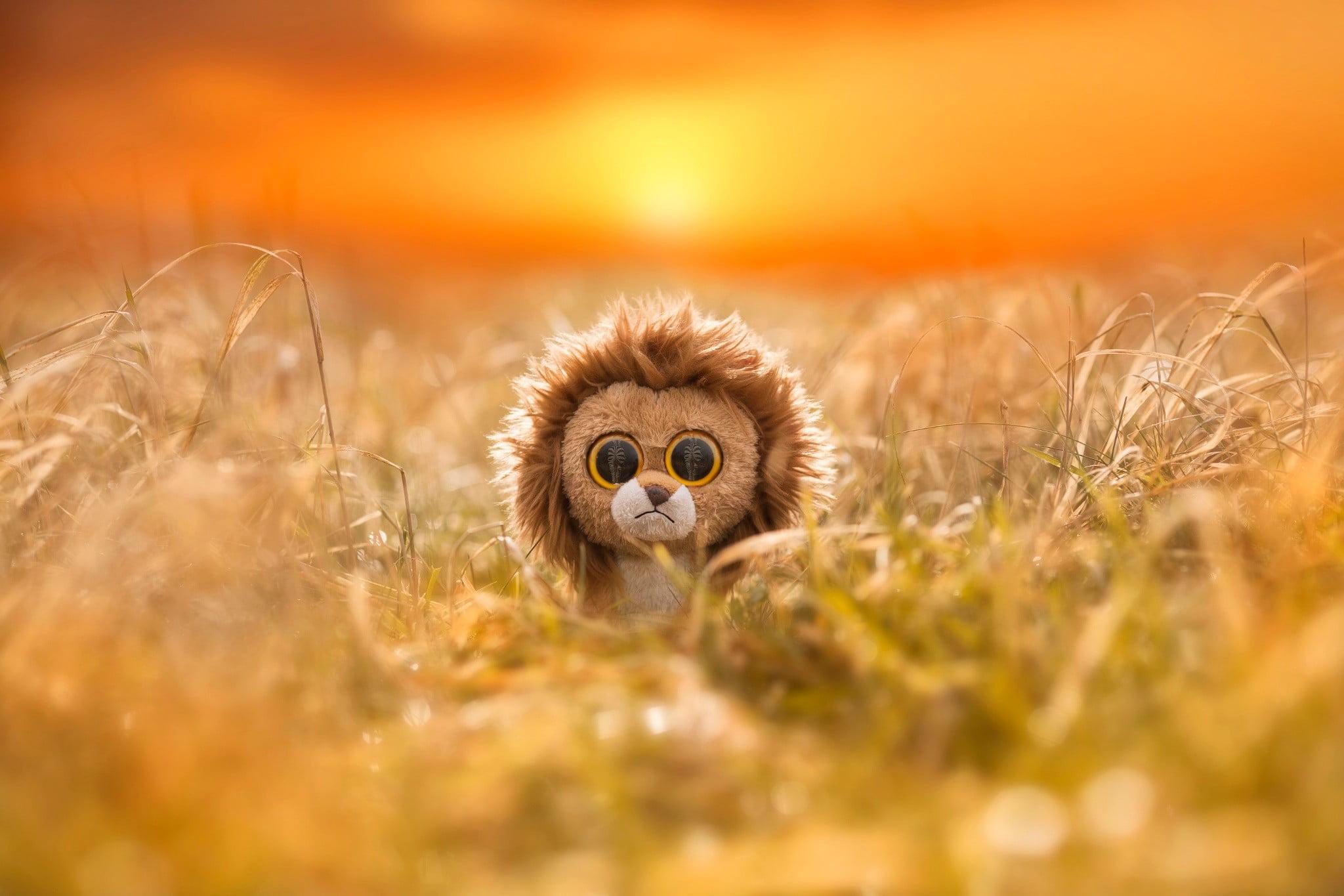 Ty beanie boos HD wallpapers  Pxfuel