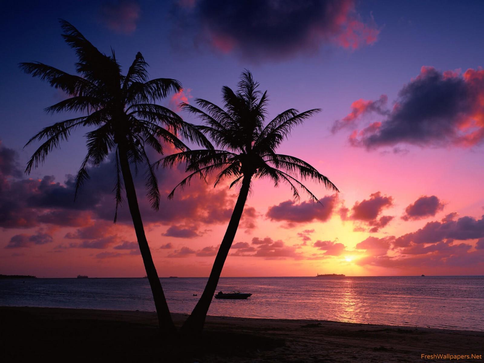 Tropical Palm Trees Beach Sunset, HD Wallpaper