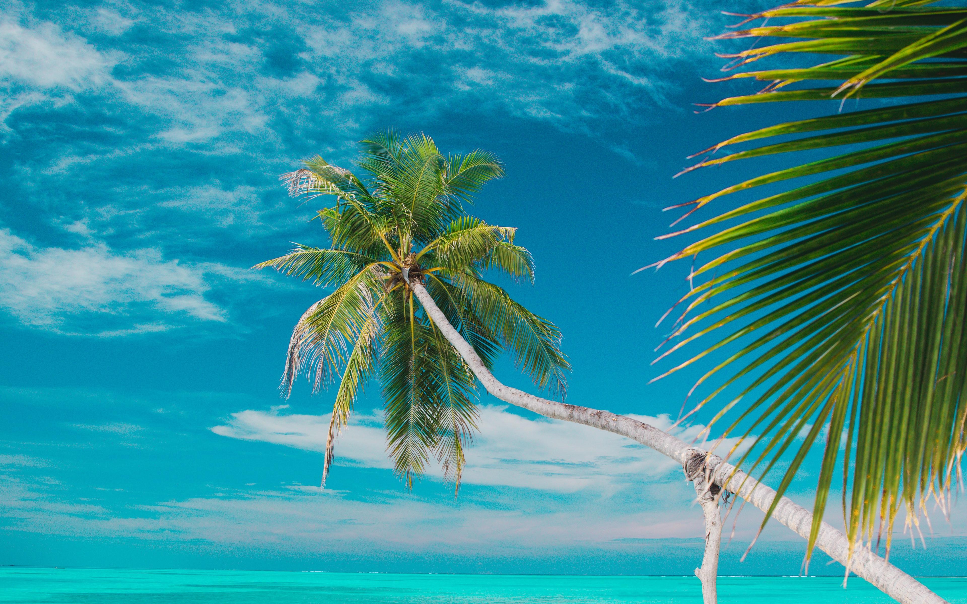 Download wallpaper 3840x2400 beach, sea, palm trees, summer