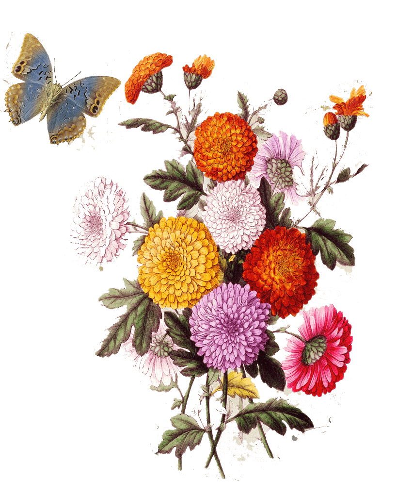 Aesthetic Flowers Transparent & PNG Clipart Free Download