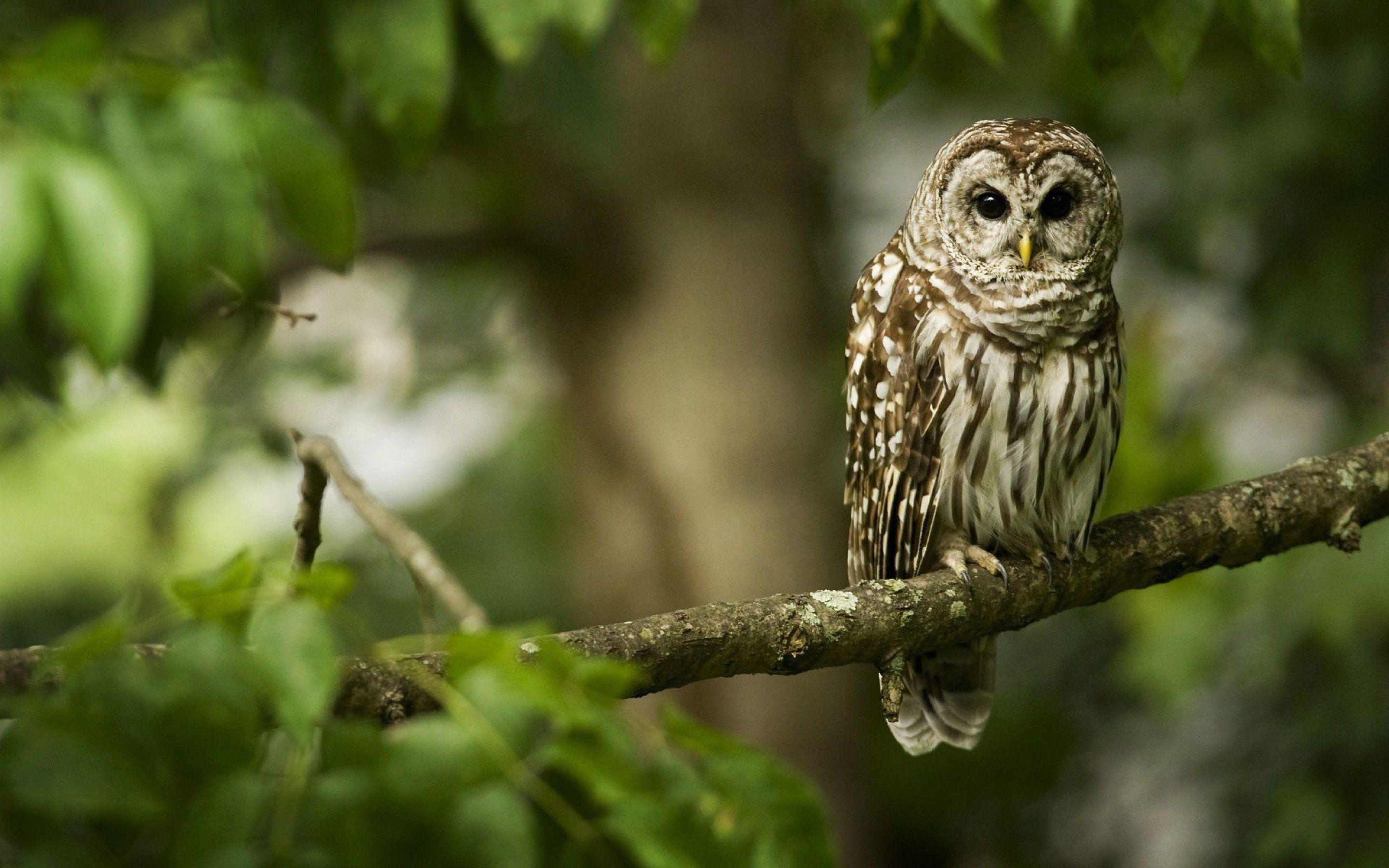 An Owl Sits On A Tree Branch. High Def Wallpaper. Owl