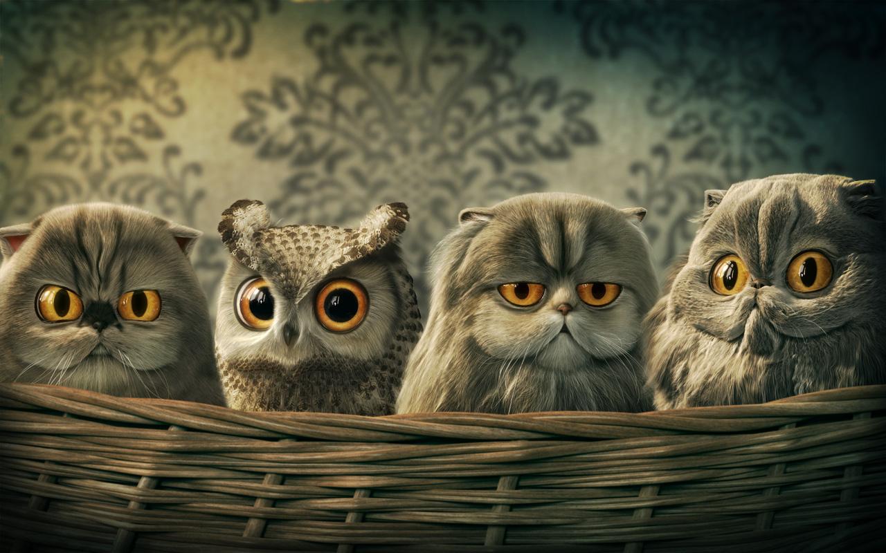 Baby Owl Desktop Wallpaper