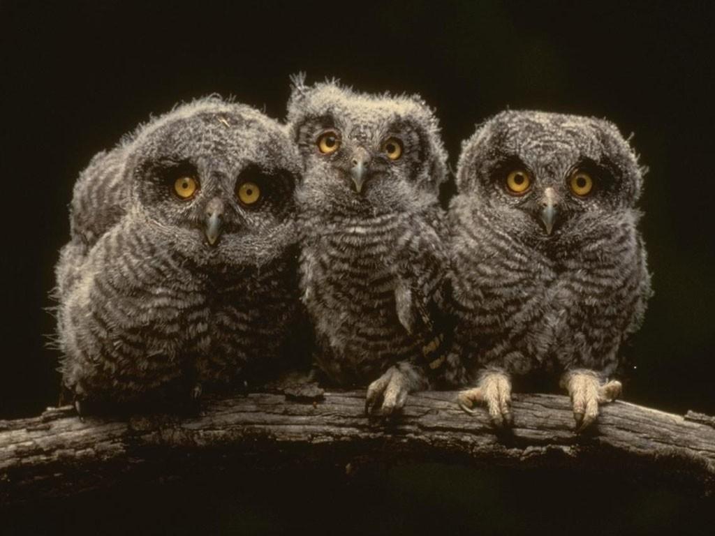 HD Owl Desktop Wallpaper