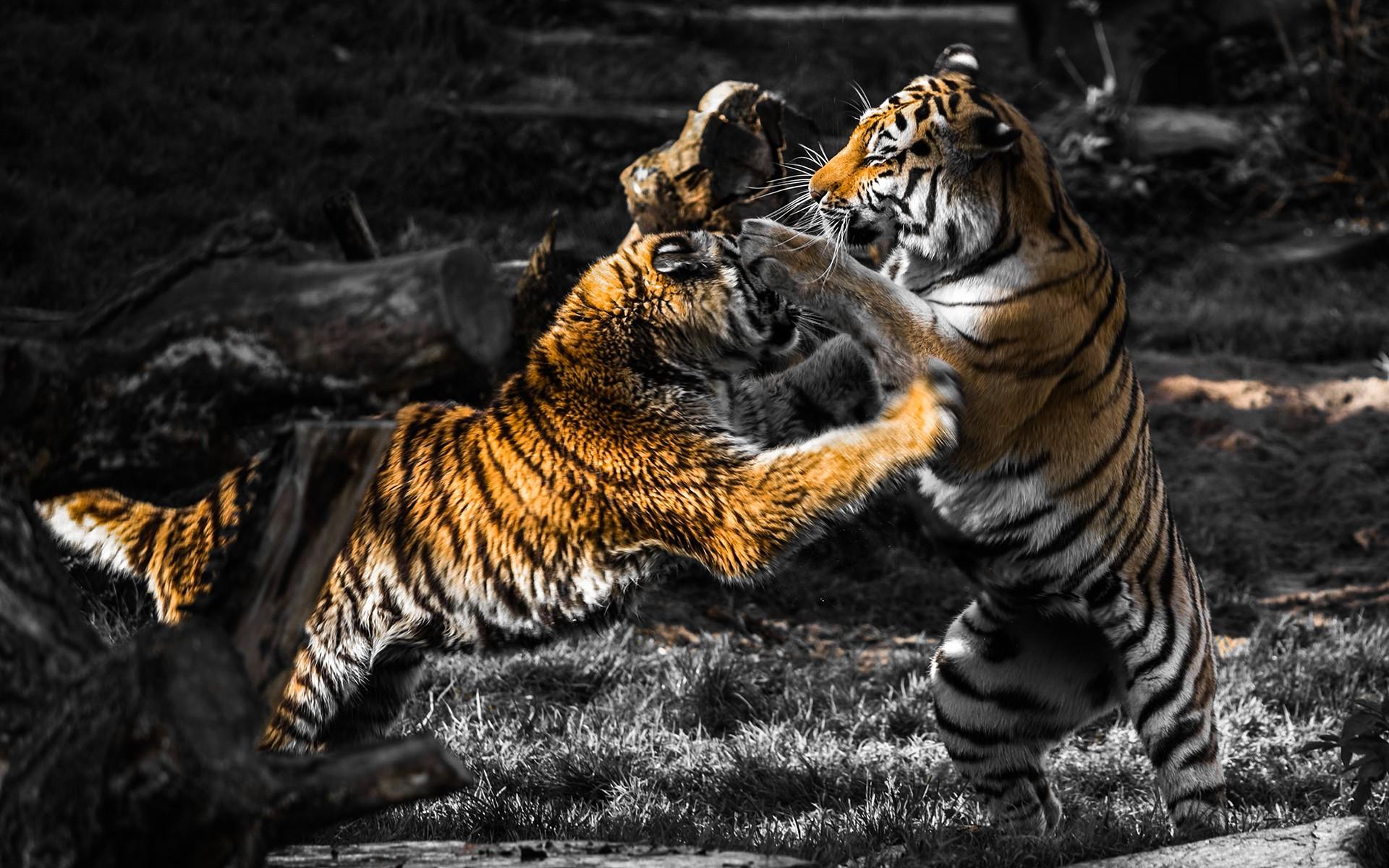 animals, Fighting, Selective Coloring, Tiger Wallpaper HD