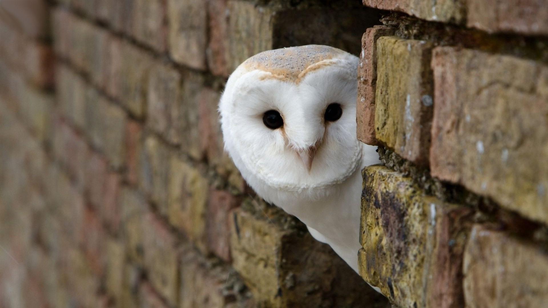 HD Owl Wallpaper