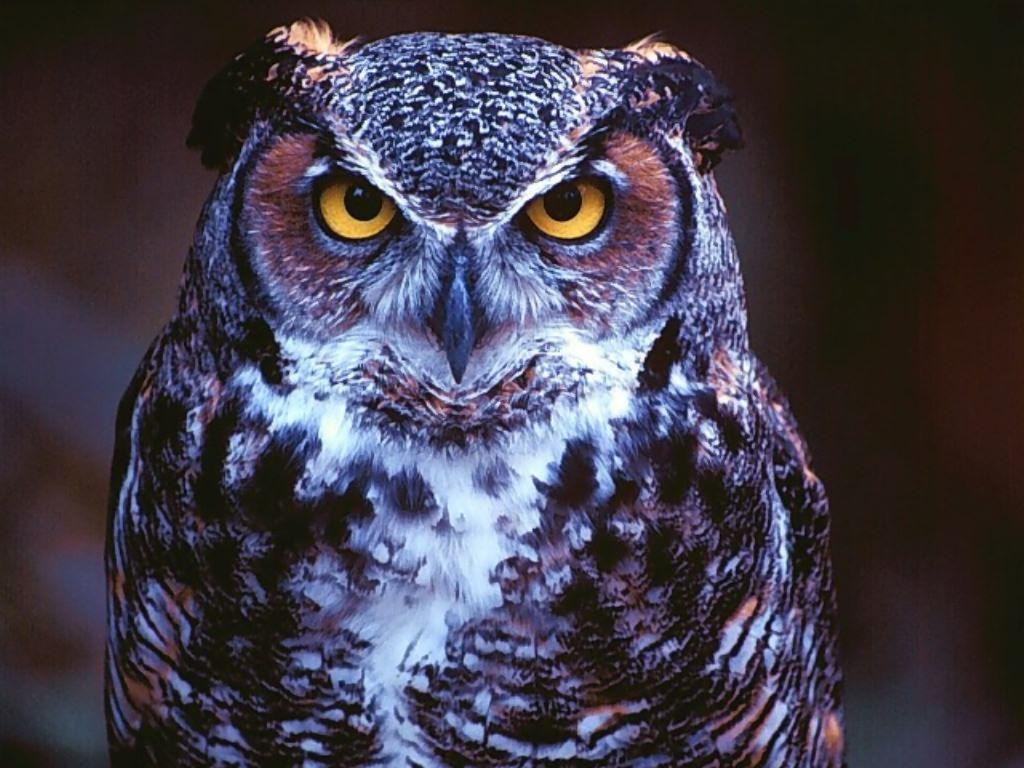 Owl Wallpaper Free Download Wide Beautiful Birds HD Desktop