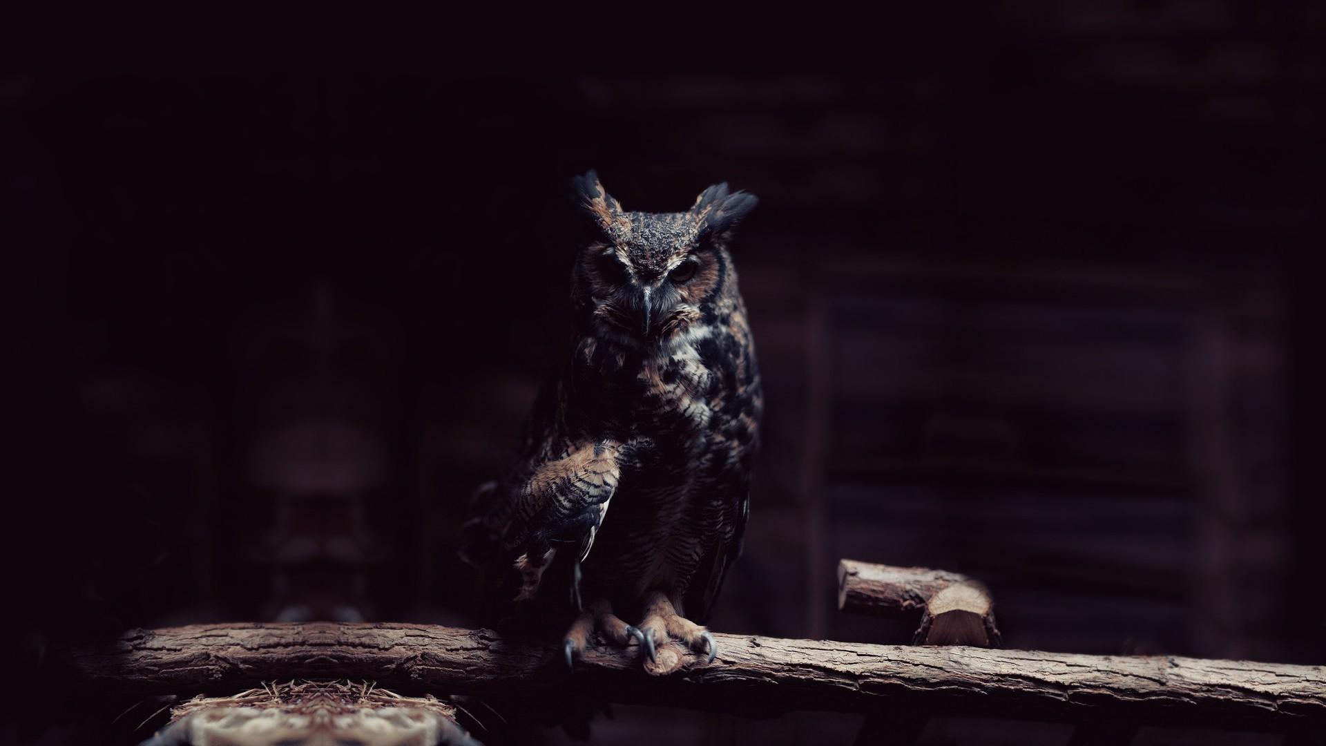 dark owl birds Wallpaper HD / Desktop and Mobile Background