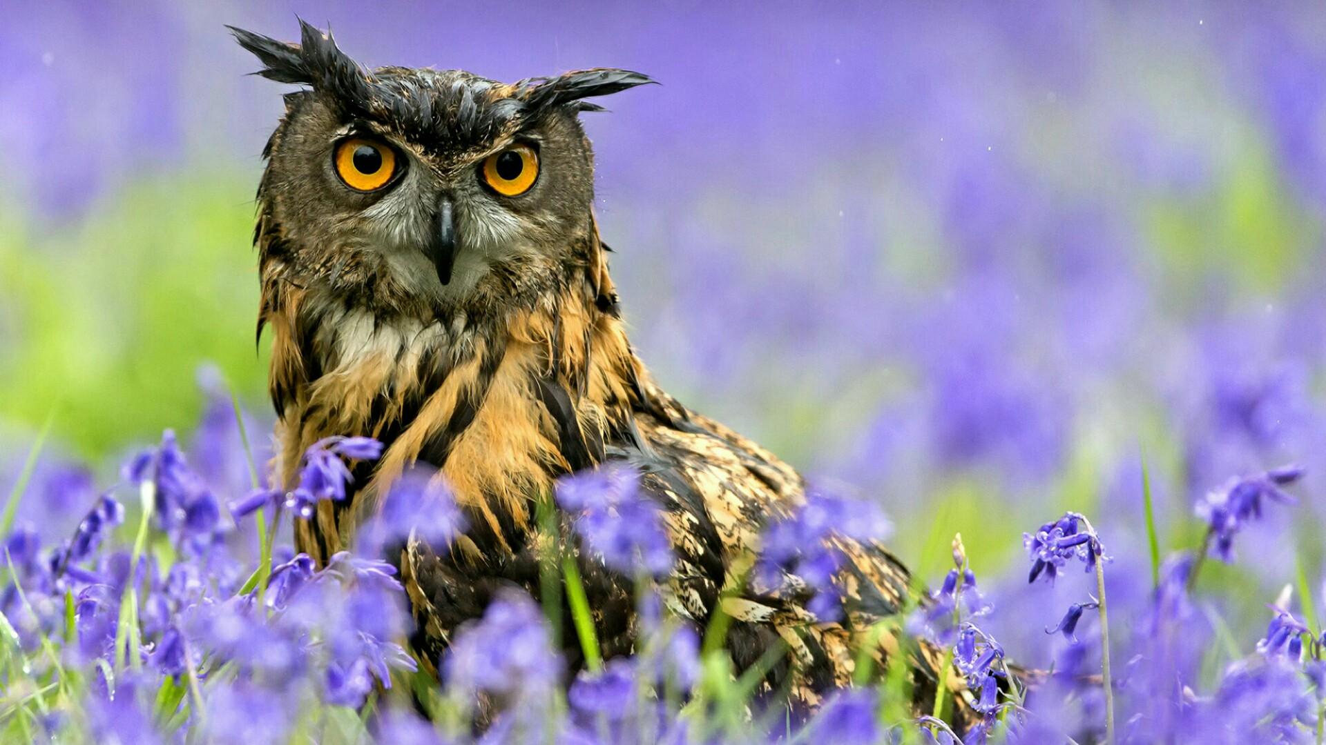 Beautiful Owl Desktop Wallpaper HD 62950 1920x1080px