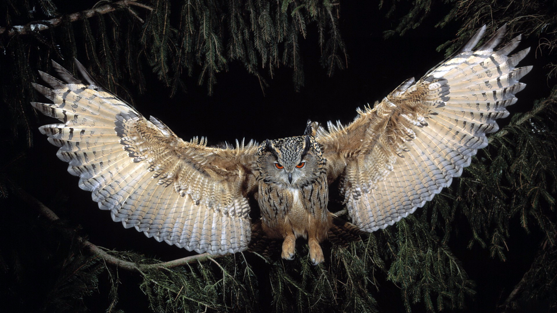 Great Horned Owl, HD Birds, 4k Wallpaper, Image