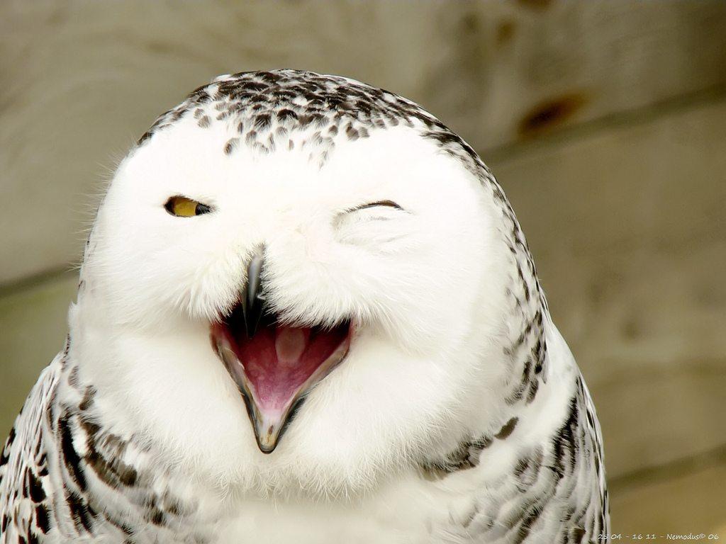 Laughing Owl HD Desktop Wallpaper Smile, HD