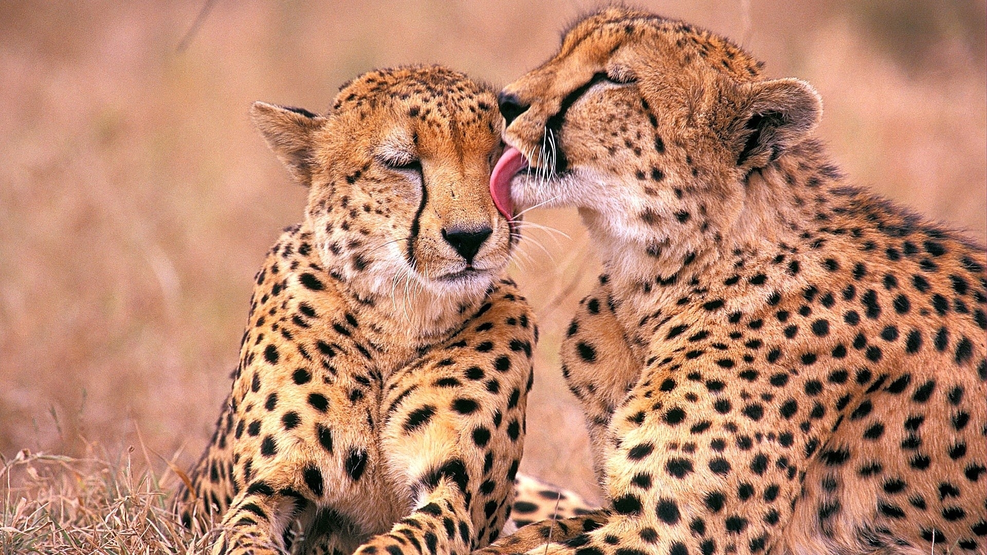 animals cheetahs south african 1920x1080 wallpaper High