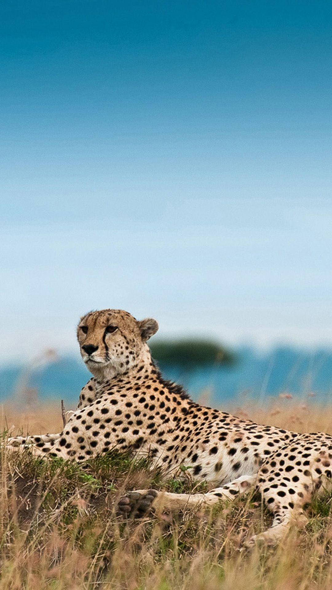 South Africa Leopard. Cat wallpaper, Cheetah wallpaper