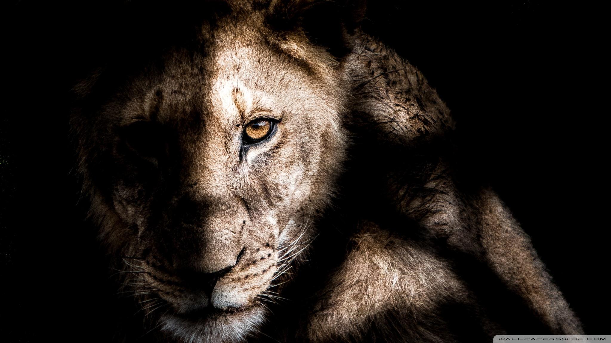 Africa Wildlife Ultra HD Desktop Background Wallpaper for 4K