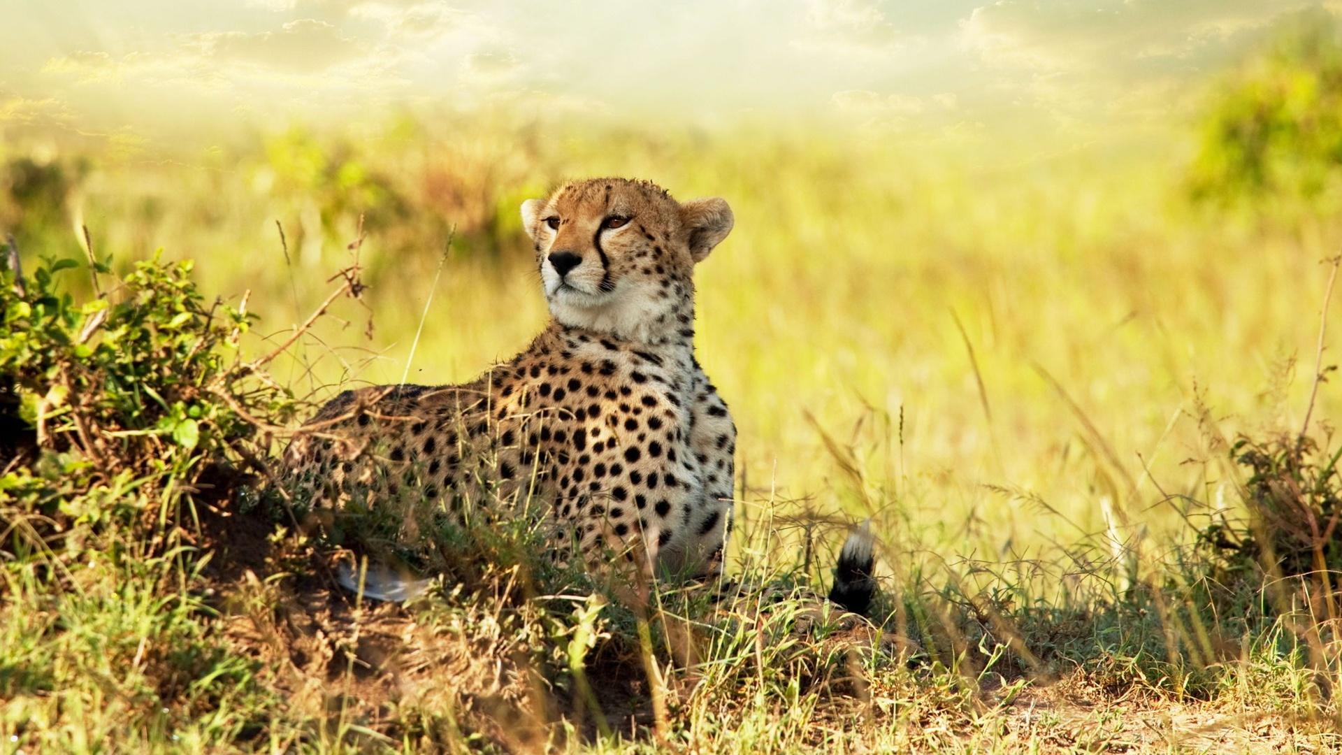South African Cheetah Pics Collection In Africa