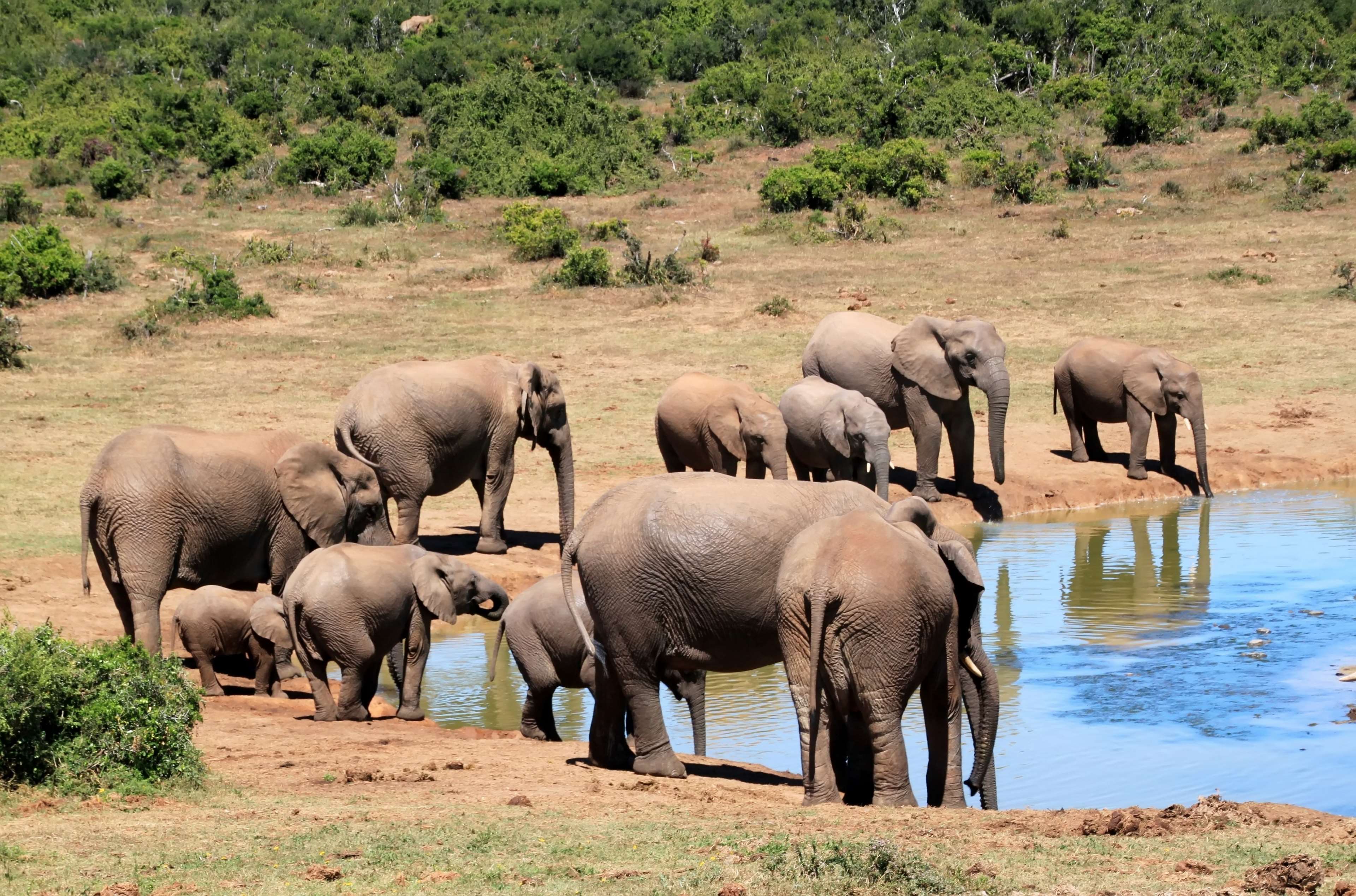 africa, african bush elephant, animal, animal world, animals