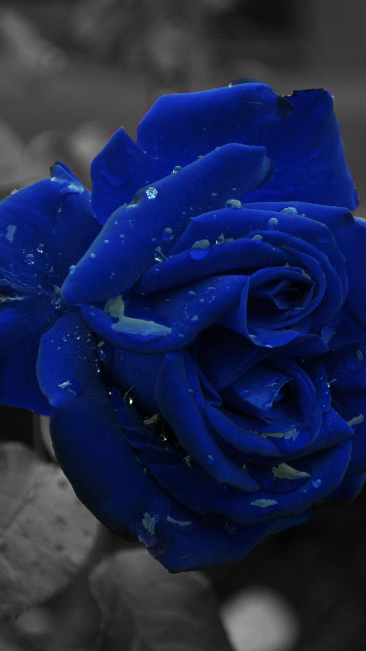 Blue Roses Wallpaper