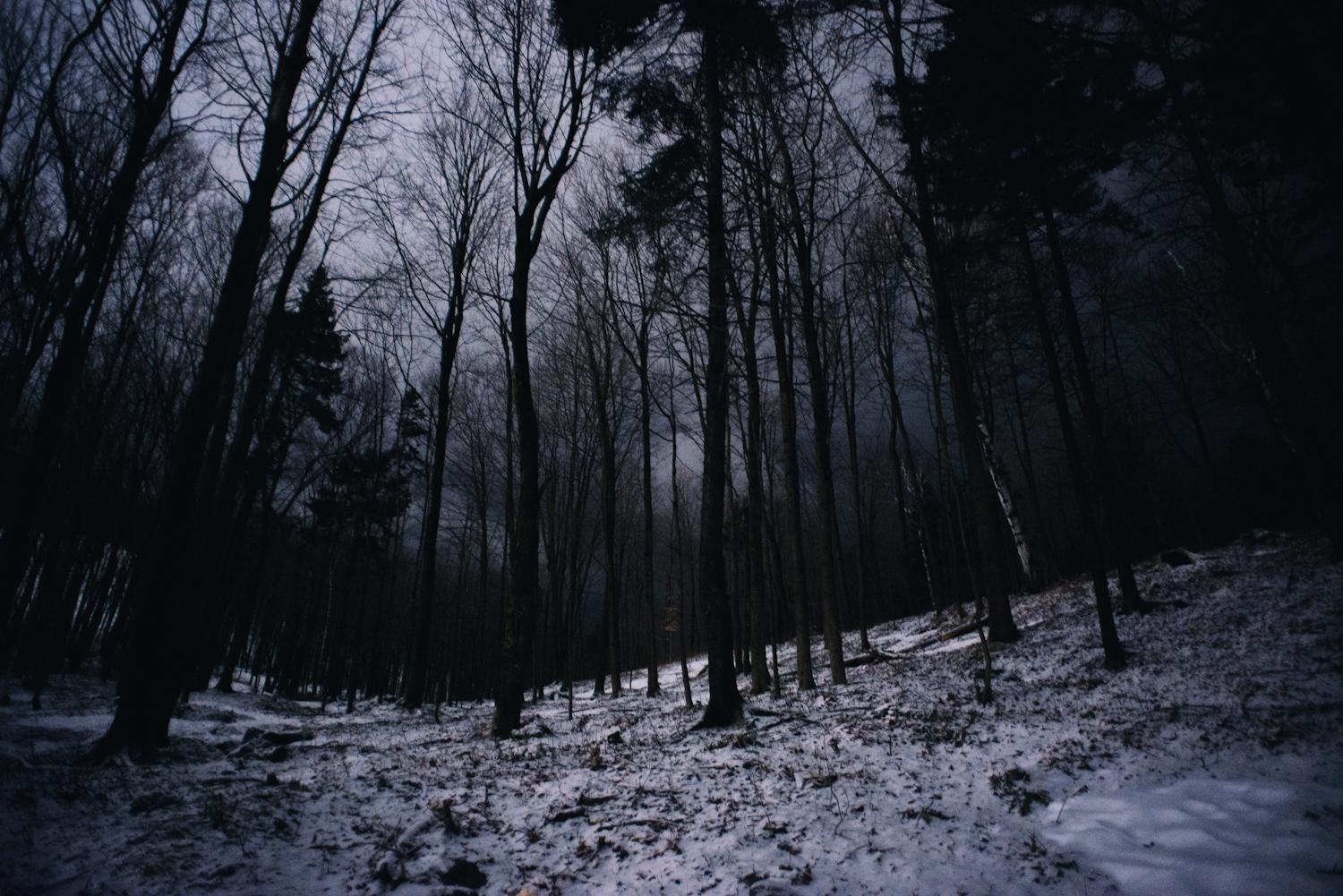 landscapes, winter, trees, dark, night, forest, Canada