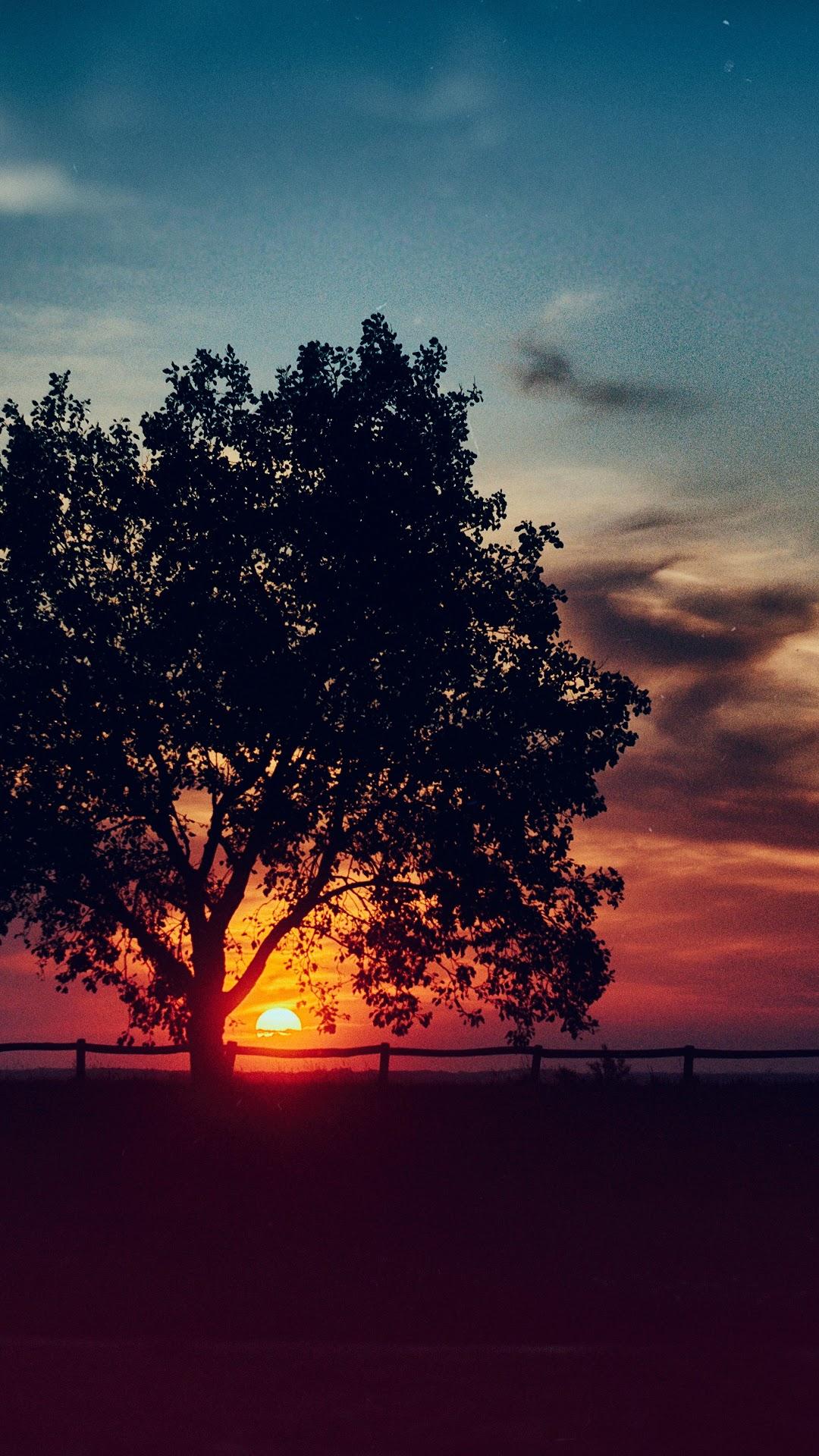 Sunset Scenery Tree Landscape Nature 8K 7680x4320 Wallpaper