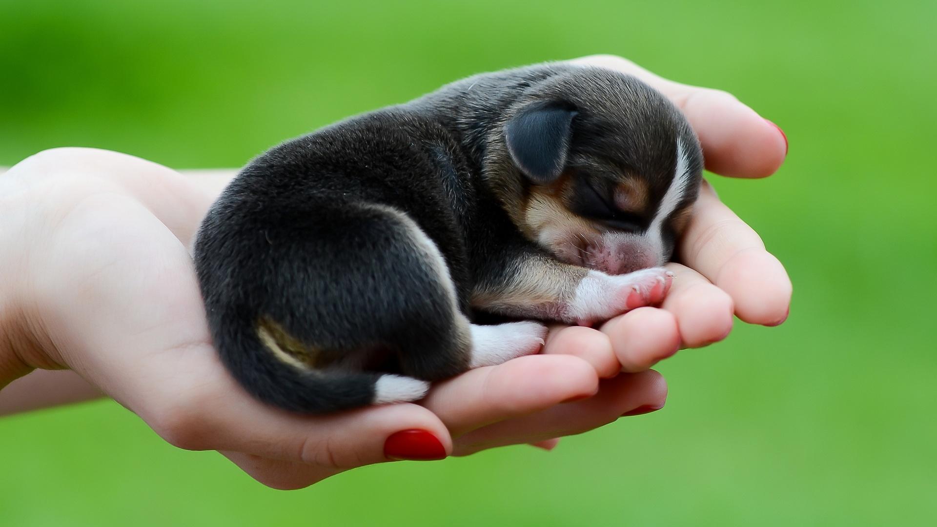 Cute Puppy Newborn Beagle Puppy, HD Wallpaper