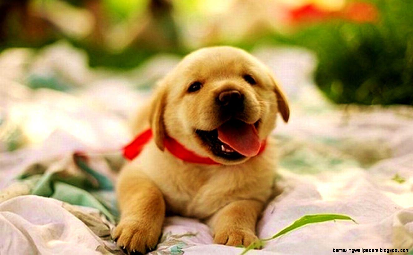 Cute Baby Puppies Wallpaper