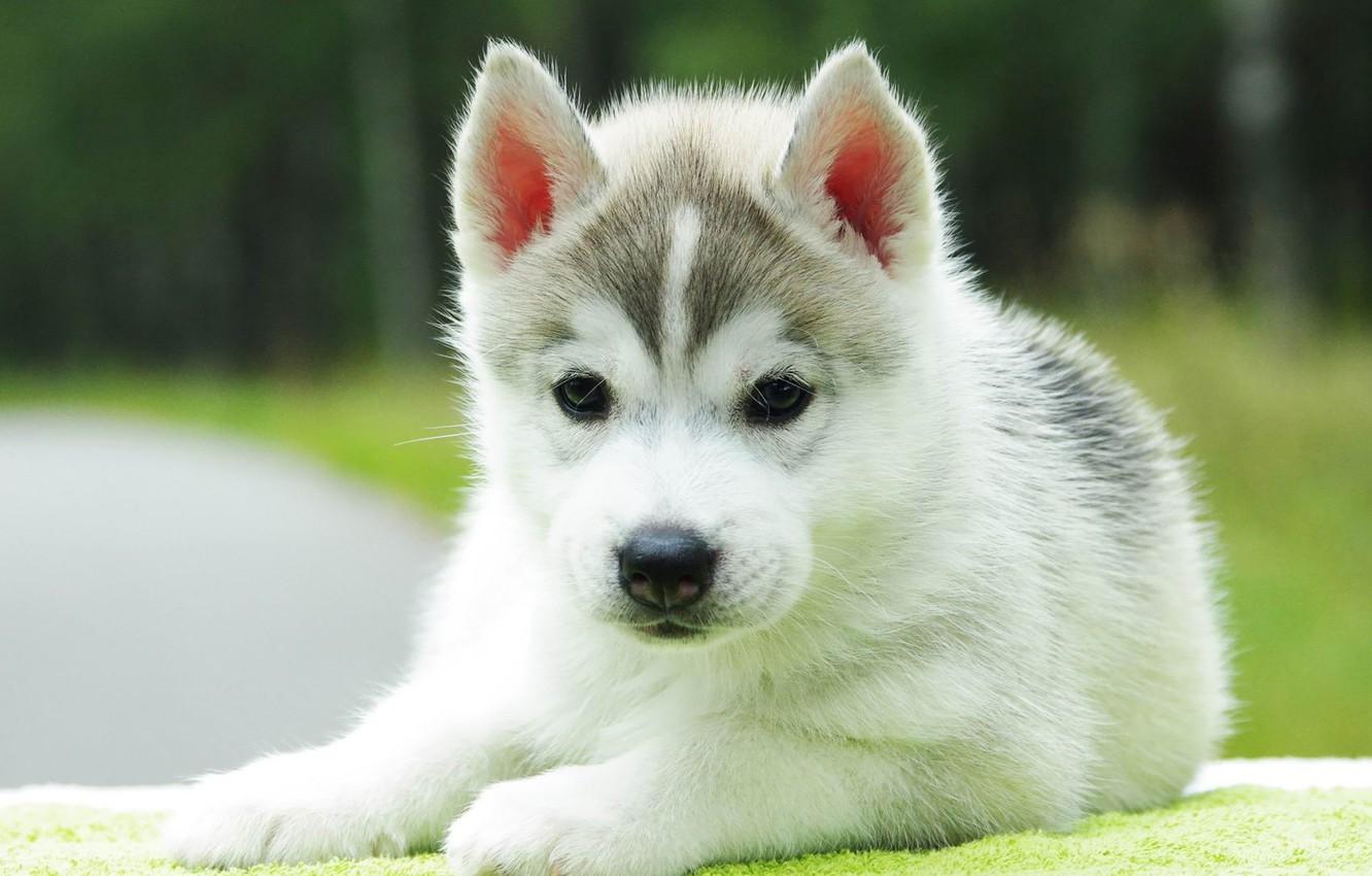 Wallpaper baby, puppy, husky image for desktop, section