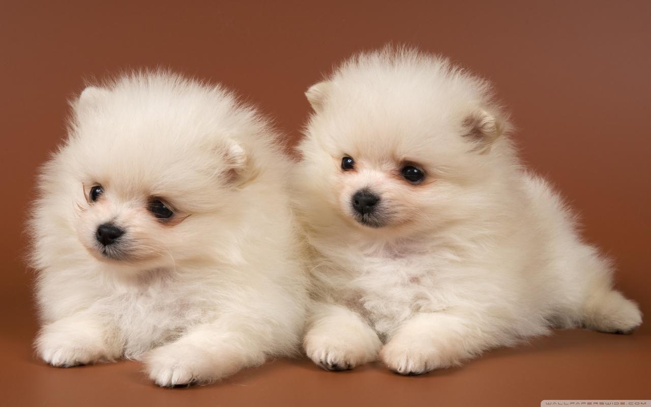 Cute Funny Puppies Wallpaper. Cute Puppies Wallpaper