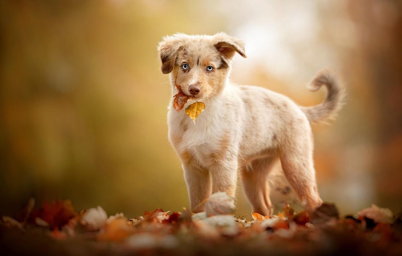 Wallpaper autumn, look, leaves, background, dog, baby, puppy