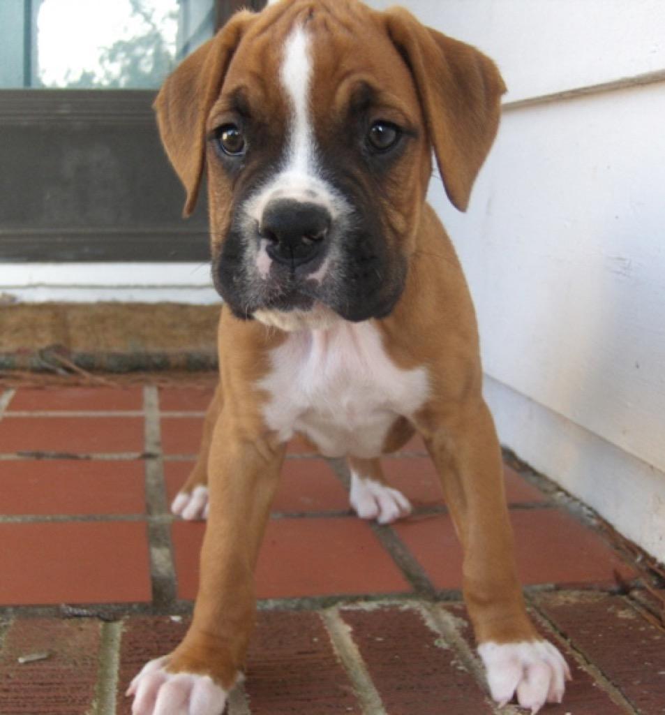 Baby Boxer Puppy Wallpaper for Android