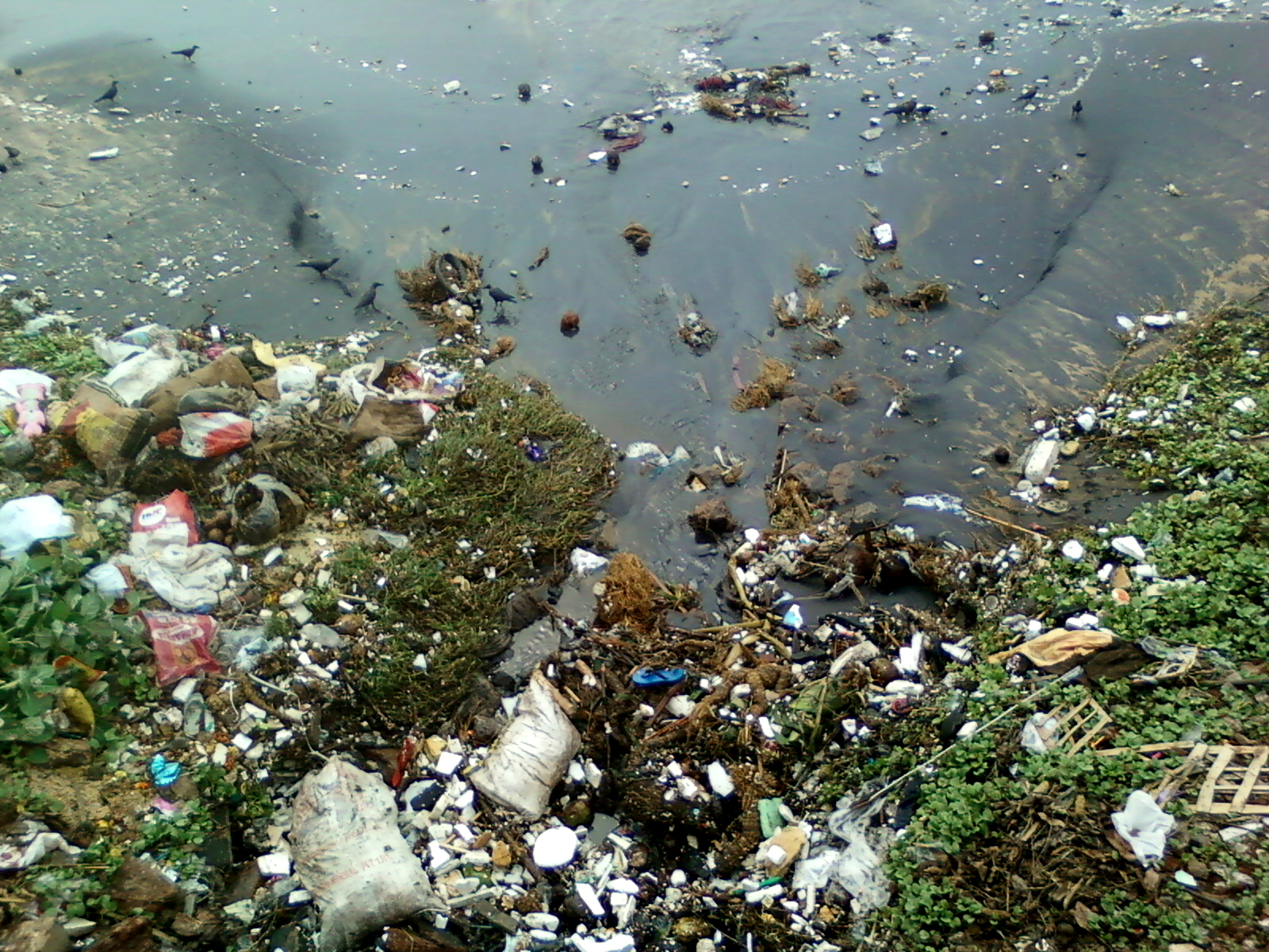 Water pollution due to domestic garbage at RK Beach 02