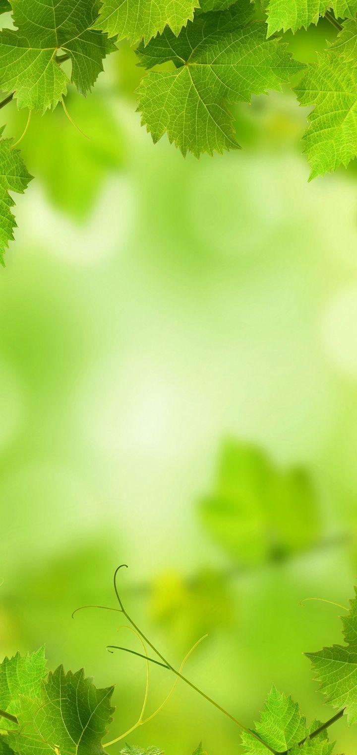 Green Nature Wallpaper