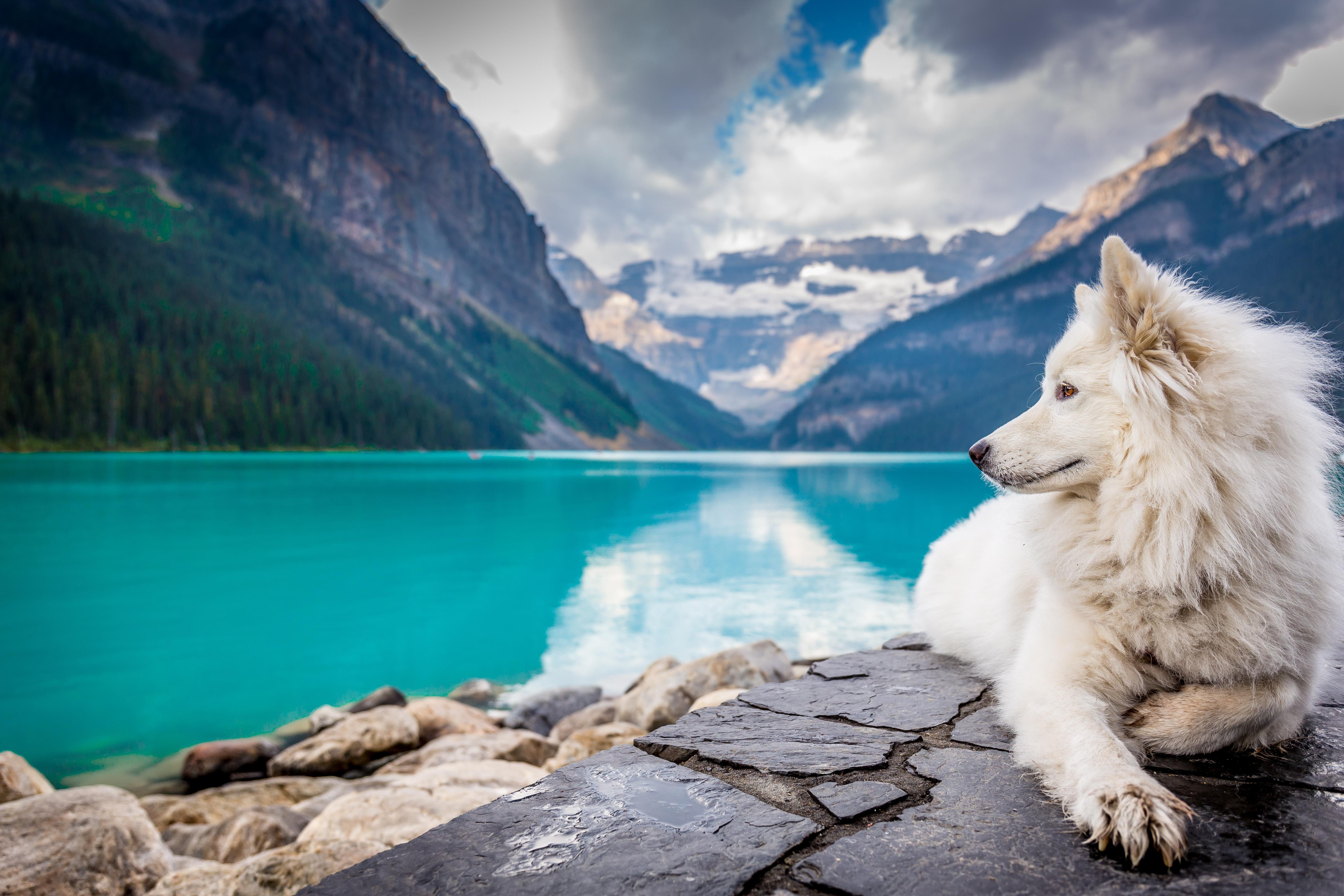 White Dog at Lake Louise, Canada 4k Ultra HD Wallpaper