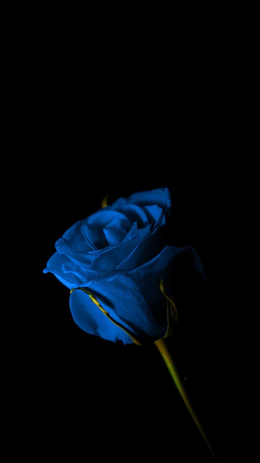 Amoled Wallpaper 13. Blue roses wallpaper, Blue flower