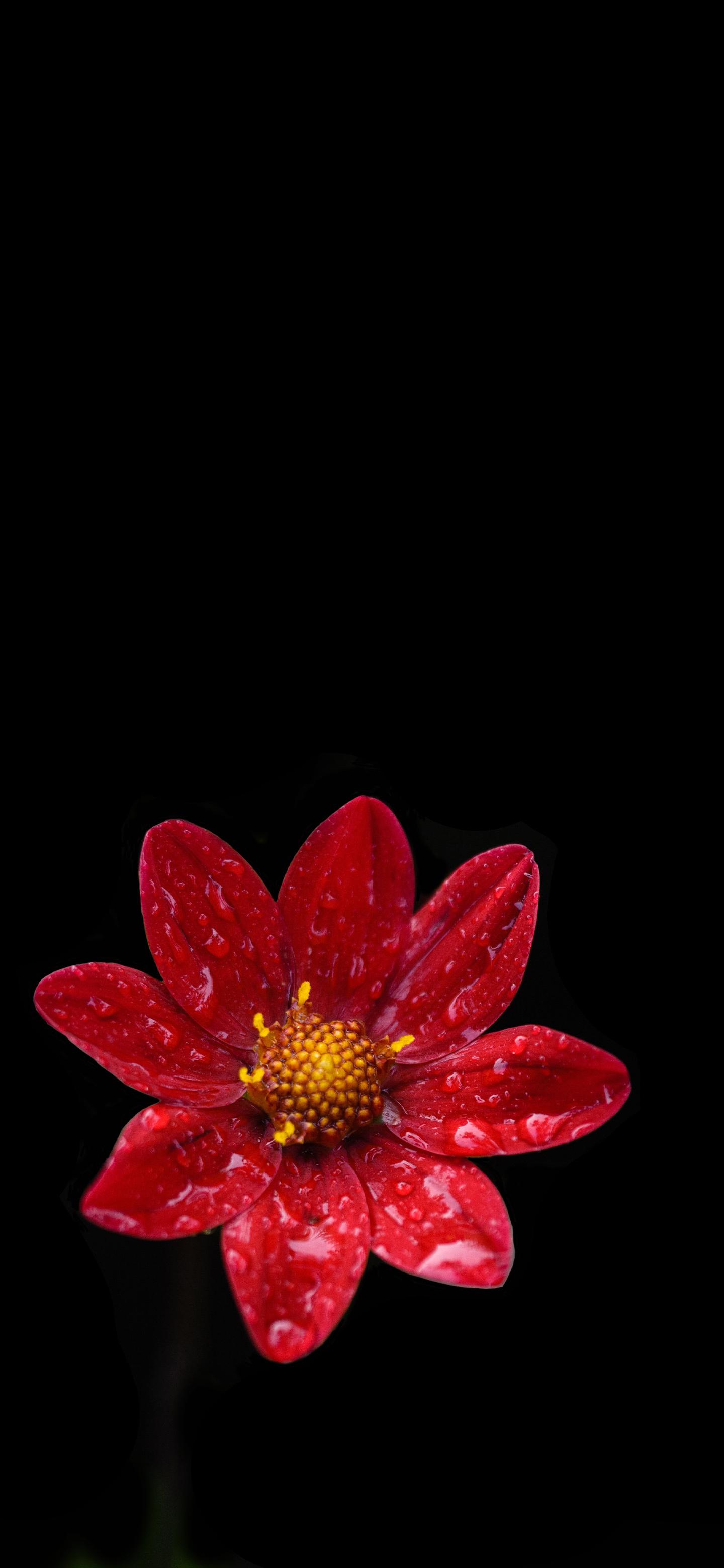 Small red flower Amoled Wallpaper