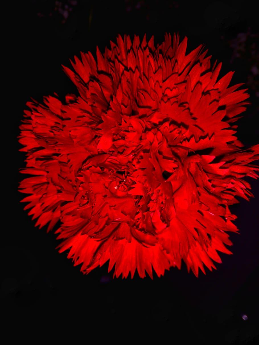 HD wallpaper: flower, dark, amoled, beautiful flower, red
